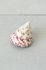 Beautiful Strawberry Cone Top Shell Objet